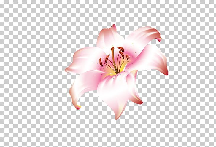 Lilium Brownii Flower Jersey Lily PNG, Clipart, Amaryllis, Amaryllis Belladonna, Bahar, Chrysanthemum, Cicek Free PNG Download