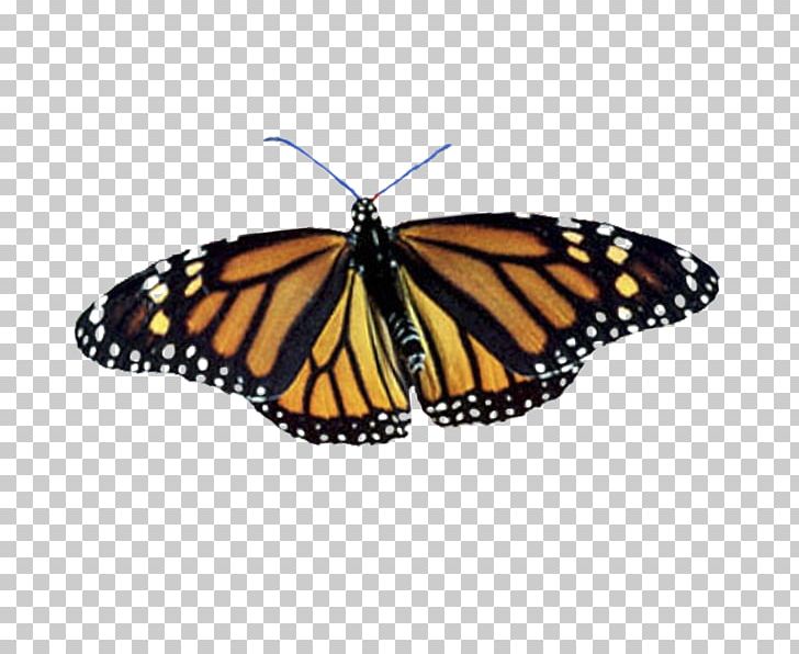 Monarch Butterfly Pieridae Butterfly Gardening Brush-footed Butterflies PNG, Clipart, Arthropod, Backyard, Brush Footed Butterfly, Butterflies And Moths, Butterfly Free PNG Download