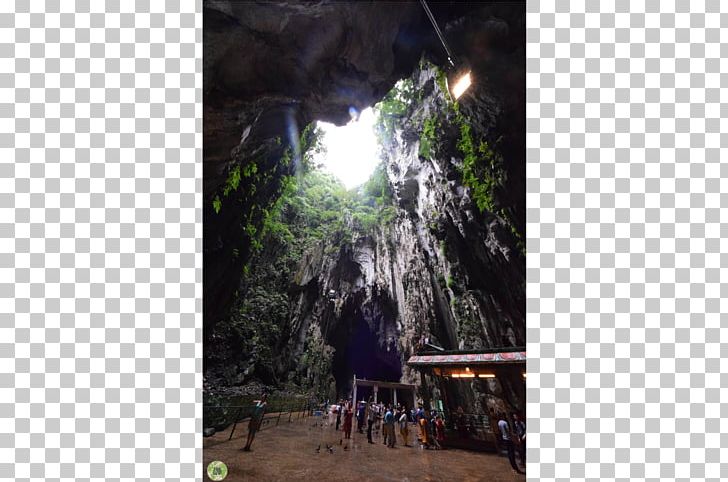 Rainforest Tree Tourism PNG, Clipart, Batu, Cave, Flora, Forest, Formation Free PNG Download