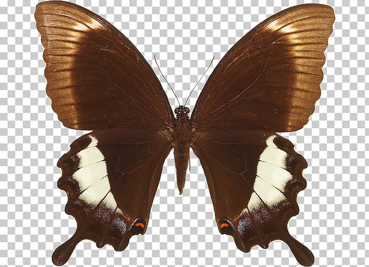 Brush-footed Butterflies Moth Butterfly PNG, Clipart, Arthropod, Brown, Brush Footed Butterfly, Butterfly, Insect Free PNG Download