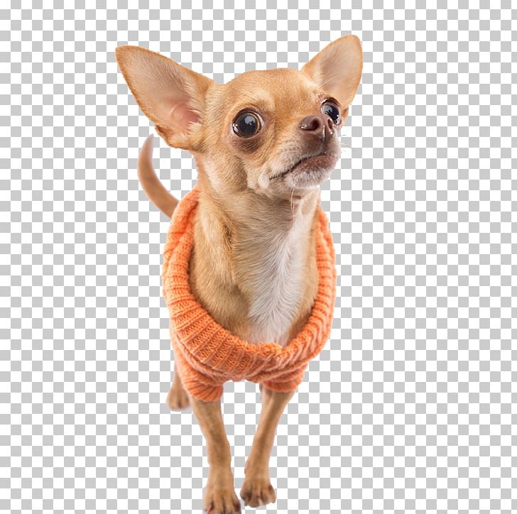 Chihuahua Puppy Dog Breed Companion Dog Toy Dog PNG, Clipart, Animals, Breed, Carnivoran, Chihuahua, Clothes Free PNG Download