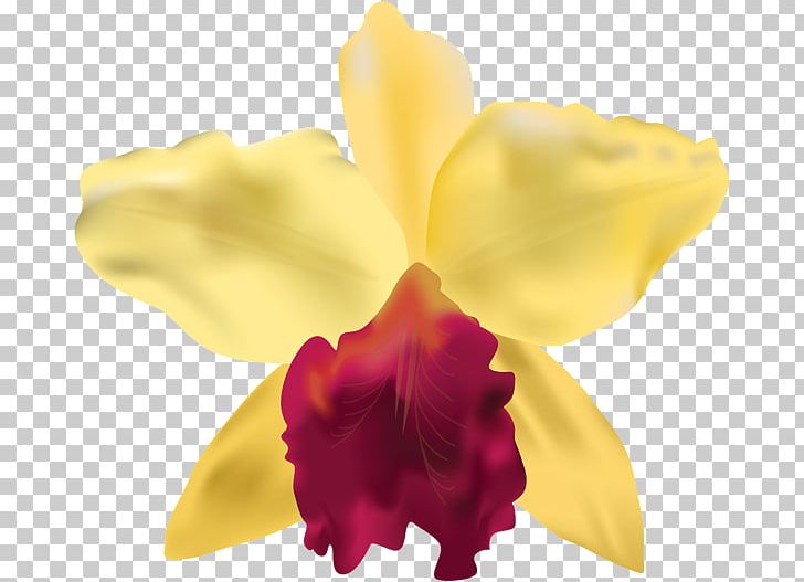 Graphic Frames Flower Orchids PNG, Clipart, Art, Cattleya, Clip Art, Cut Flowers, Floral Design Free PNG Download