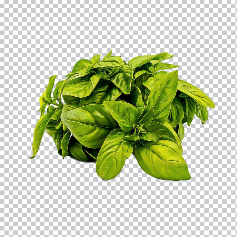 Basil Spinach Vegetarian Cuisine Lemon Basil Pesto PNG, Clipart, Basil, Beefsteak Plant, Grapefruit, Herb, Ingredient Free PNG Download