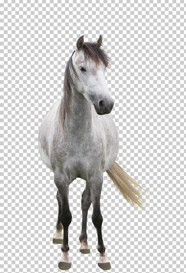 Arabian Horse Andalusian Horse Mare Mustang Cat PNG, Clipart, Andalusian Horse, Arabian Horse, Breed, Bridle, Cat Free PNG Download