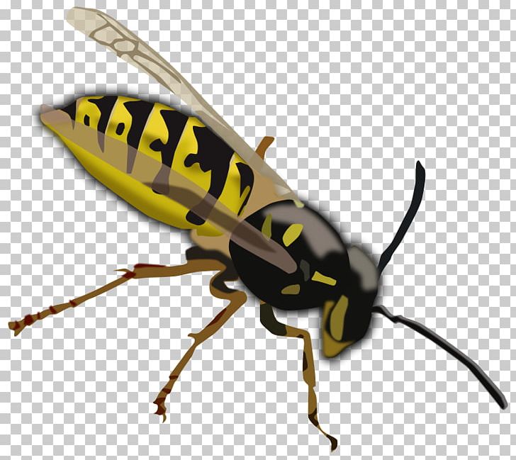 Bee Vespa Simillima Wasp PNG, Clipart, Arthropod, Bee, Drawing, Fly, Free Content Free PNG Download
