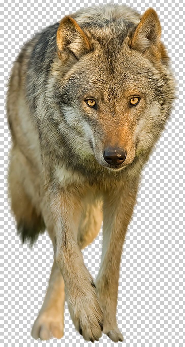 Dog Black Wolf PNG, Clipart, Animals, Aullido, Canis Lupus Tundrarum, Carnivoran, Computer Graphics Free PNG Download