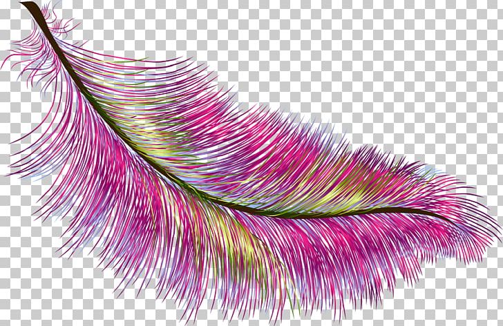 Feather Color Bird PNG, Clipart, Animals, Asiatic Peafowl, Bird, Blue, Color Free PNG Download