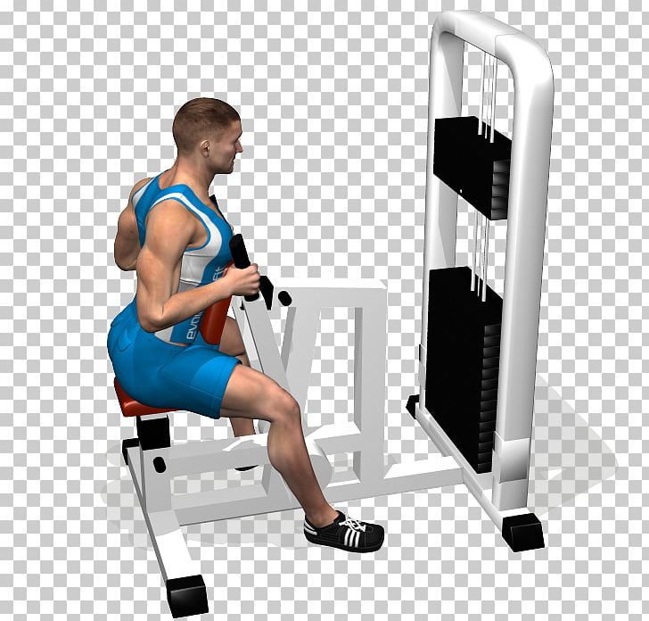 Shoulder Upright Row Fitness Centre Latissimus Dorsi Muscle PNG, Clipart, Abdomen, Arm, Bench, Calf, Deltoid Muscle Free PNG Download