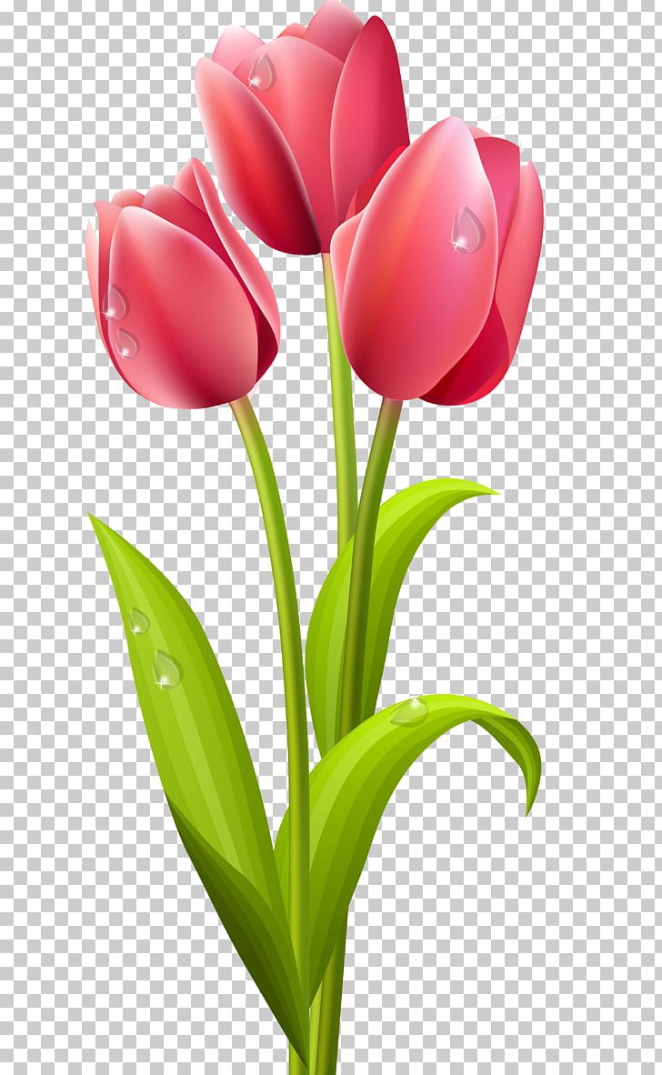 Tulip Flower PNG, Clipart, Art, Art Long, Bud, Clip Art, Cut Flowers Free PNG Download