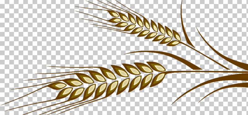 Feather PNG, Clipart, Biology, Commodity, Feather, Geometry, Grain Free PNG Download
