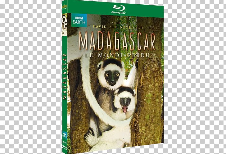 Blu-ray Disc Madagascar DVD Compact Disc Film PNG, Clipart,  Free PNG Download