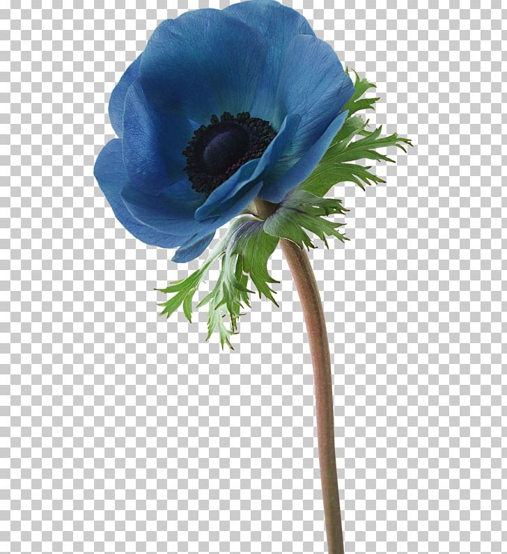 Getty S Photography PNG, Clipart, Anemone, Art Green, Blue, Cicek, Clip Art Free PNG Download