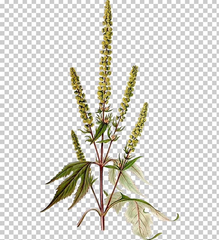 Giant Ragweed Western Ragweed Annual Ragweed Portable Network Graphics PNG, Clipart, Annual Plant, Annual Ragweed, Carl Axel Magnus Lindman, Computer Icons, Goldenrod Free PNG Download