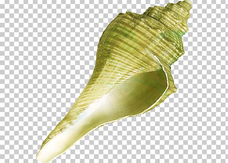 Seashell PNG, Clipart, Animals, Blog, Conch, Landscape, Leaf Free PNG Download