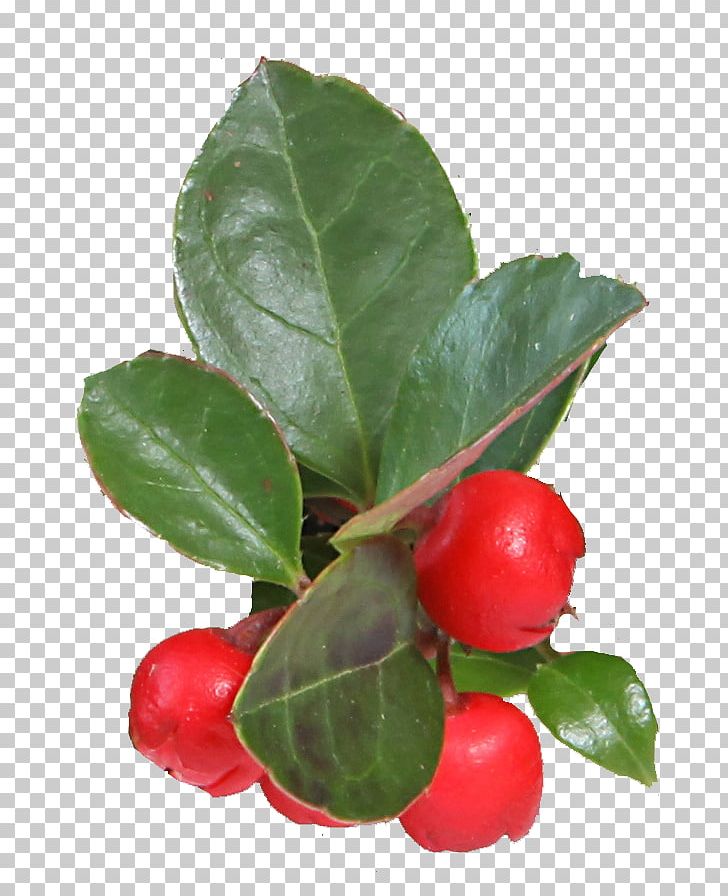 Barbados Cherry Wintergreen Clove Vegetable Gaultheria Procumbens PNG, Clipart, Acero, Acerola Family, Aquifoliaceae, Aquifoliales, Berry Free PNG Download