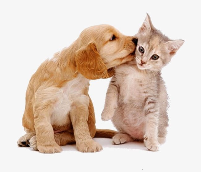 Cats And Dogs Love Each Other PNG, Clipart, Animal, Cats Clipart, Cute, Dog, Dogs Clipart Free PNG Download