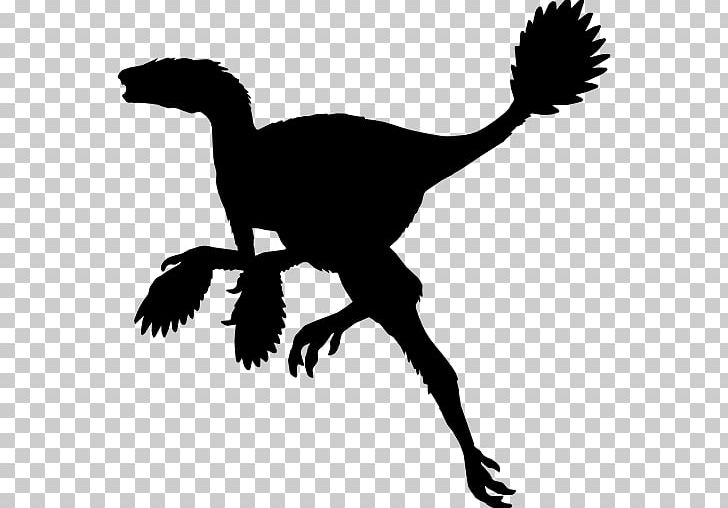 Caudipteryx Gigantoraptor Dinosaur Magyarosaurus Dilong PNG, Clipart, Animal, Beak, Black And White, Camptosaurus, Caudipteryx Free PNG Download