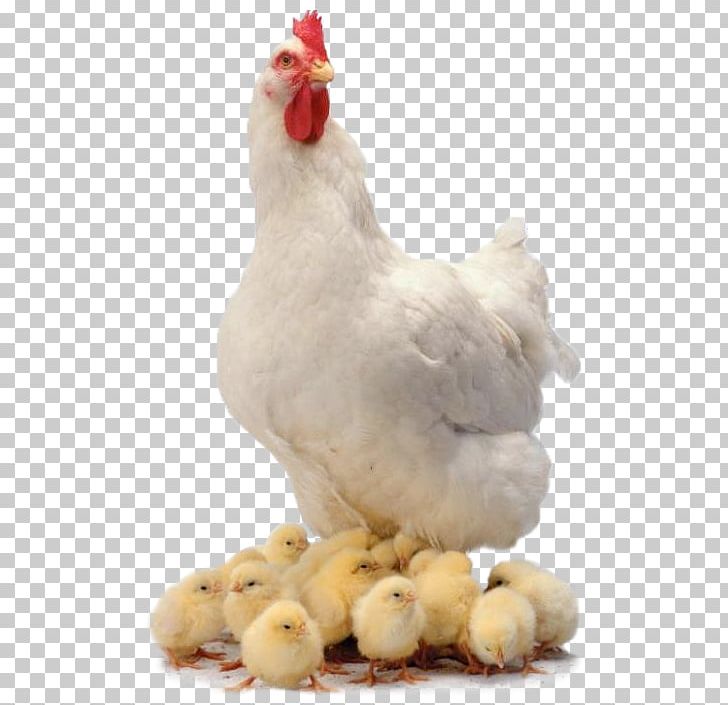 Chicken Curry Broiler Farm Animals: Chickens PNG, Clipart, Animals, Beak, Bird, Broiler, Chicken Free PNG Download