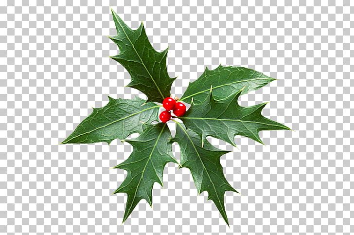 Christmas Advent Calendars Advent Wreath Alchemy PNG, Clipart, Advent, Advent Calendars, Advent Wreath, Alchemy, Aquifoliaceae Free PNG Download
