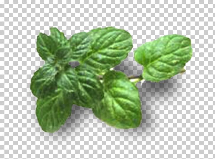 Pennyroyal Mentha Spicata Tea Herb Infusion PNG, Clipart, Basil, Carminative, Food, Food Drinks, Herb Free PNG Download