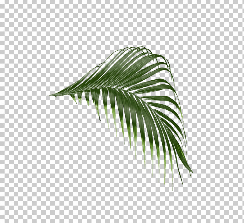 Coconut PNG, Clipart, Biology, Coconut, Date Palm, Grasses, Leaf Free PNG Download