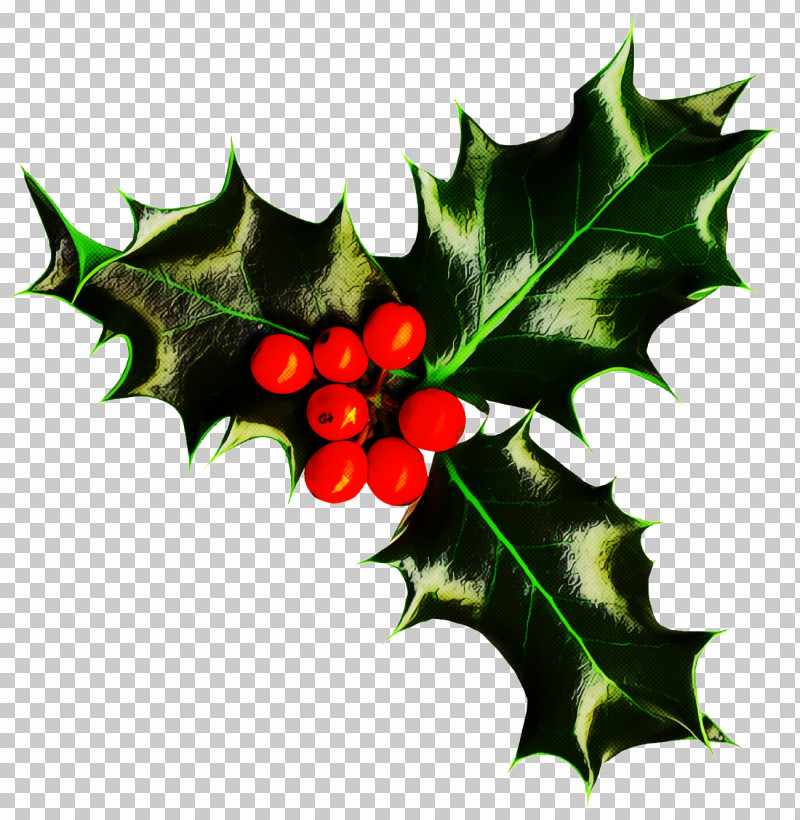 Holly Christmas PNG, Clipart, American Holly, Berry, Christmas, Flower, Hawthorn Free PNG Download