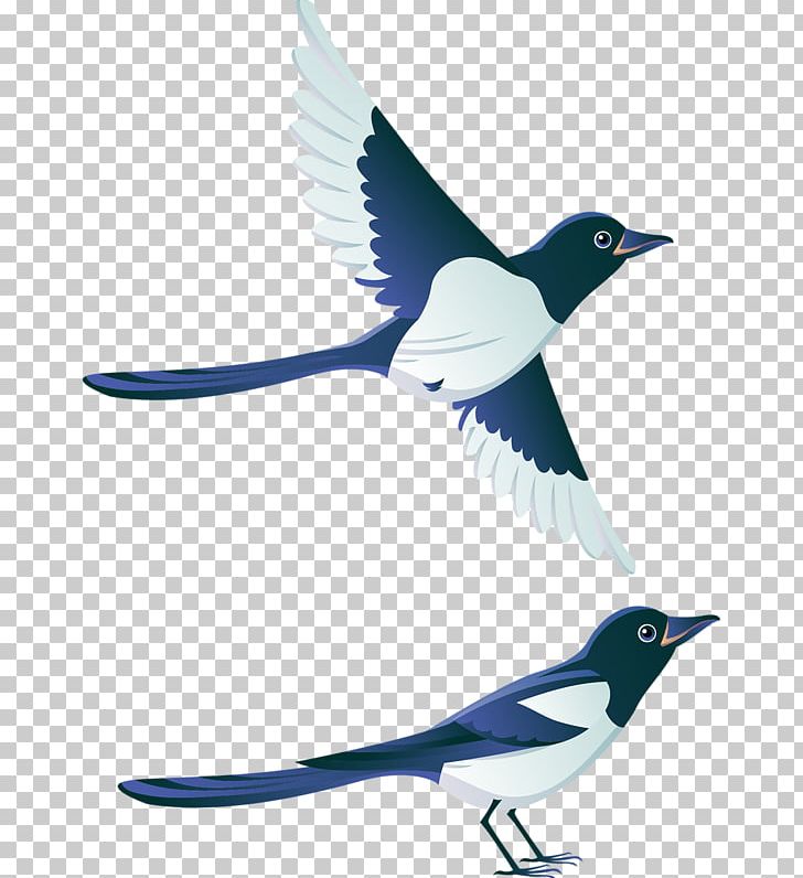 Eurasian Magpie Bird Swallow House Sparrow PNG, Clipart, Animals, Beak, Bird, Drawing, Eurasian Magpie Free PNG Download