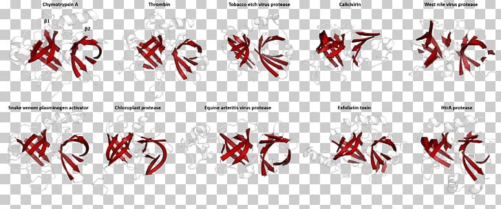 PA Clan Divergent Evolution Serine Protease Beta Barrel PNG, Clipart, Anime, Area, Beta Barrel, Brand, Catalytic Triad Free PNG Download