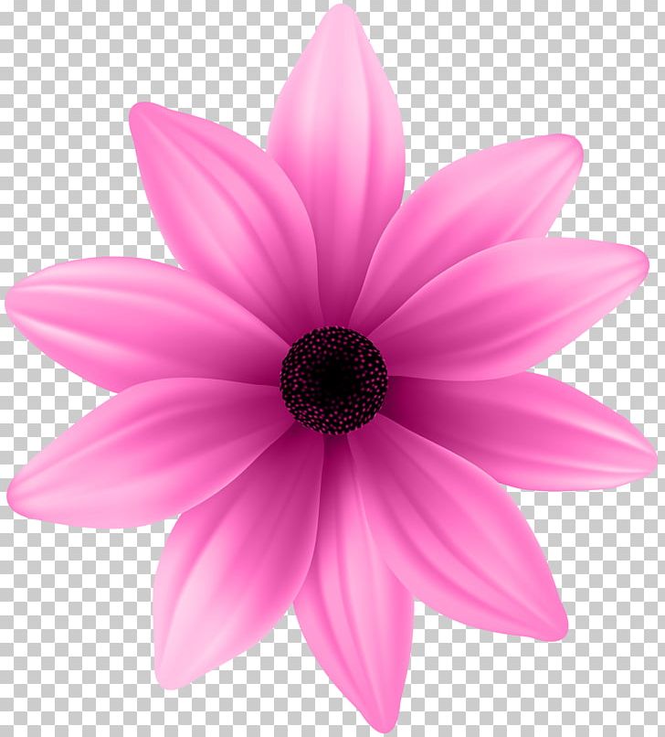 Pink PNG, Clipart, Clipart, Closeup, Com, Dahlia, Daisy Family Free PNG Download