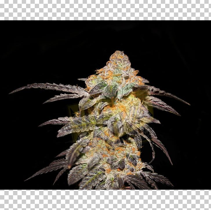 Seed Company HTTP Cookie Cannabis Sativa PNG, Clipart, Autoflowering Cannabis, Blossom, Cannabis, Cannabis Sativa, Color Free PNG Download