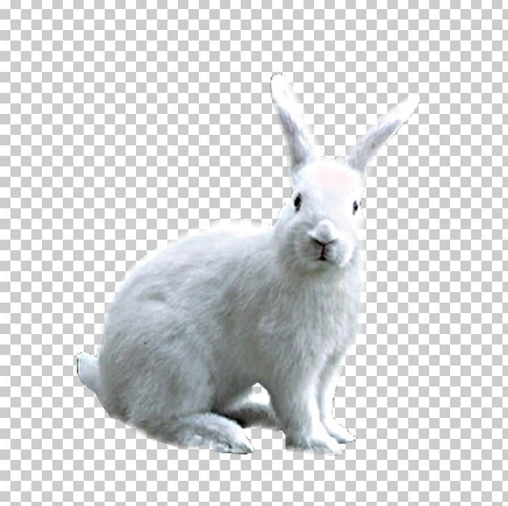 Domestic Rabbit Hare PNG, Clipart, Animal, Animals, Bunnies, Cartoon Rabbit, Download Free PNG Download