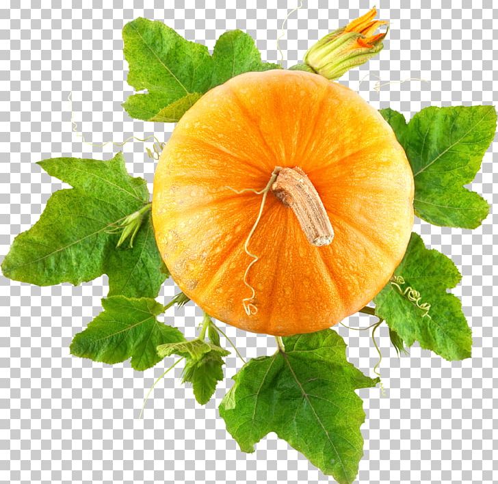 Pumpkin Cucurbita Pepo Calabaza Squash PNG, Clipart, Calabaza, Cucurbita, Cucurbita Pepo, Diet Food, Food Free PNG Download