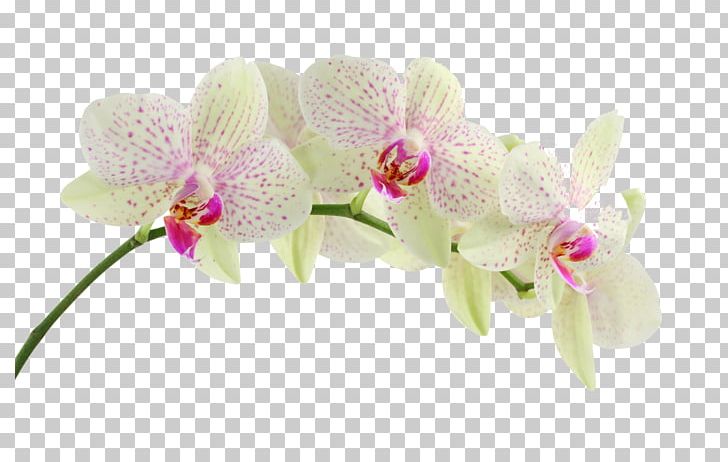 Desktop Flower Stock Photography PNG, Clipart, Cattleya Orchids, Cut Flowers, Desktop Wallpaper, Flora, Floral Design Free PNG Download