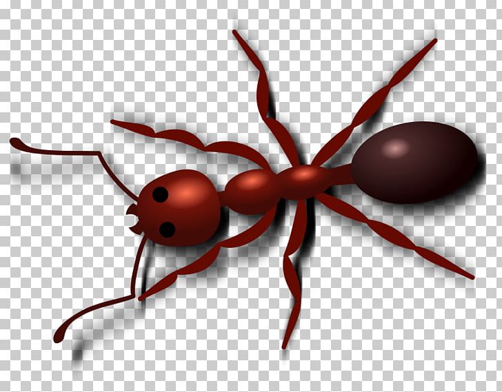 Fire Ant Free Content PNG, Clipart, Animation, Ant, Arthropod, Black Garden Ant, Computer Wallpaper Free PNG Download