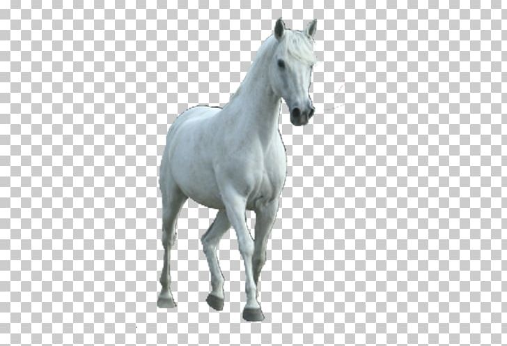 Horse RGB Color Model PNG, Clipart, Animals, Colt, Computer Icons, Computer Software, Horse Free PNG Download