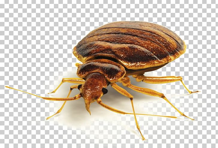Insect Bed Bug Bite Bed Bug Control Techniques Pest Control PNG, Clipart, Animals, Apartment, Arthropod, Bed, Bed Bug Free PNG Download