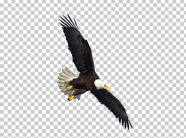 Us Eagle Flying PNG, Clipart, Animals, Birds, Eagles Free PNG Download
