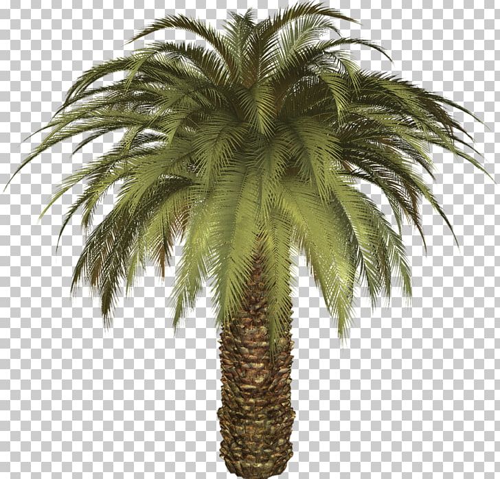 Date Palm Phoenix Canariensis Ceroxyloideae PNG, Clipart, Arecaceae, Arecales, Attalea Speciosa, Borassus Flabellifer, Ceroxyloideae Free PNG Download