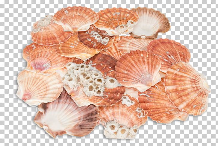 Great Scallop Seashell Pecten Jacobaeus Pectinidae Bivalvia PNG, Clipart, Animals, Article, Bivalvia, Clams Oysters Mussels And Scallops, Cockle Free PNG Download