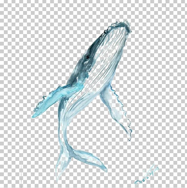 Humpback Whale Drawing Watercolor Painting PNG, Clipart, Animal, Animals, Art, Beak, Beluga Whale Free PNG Download