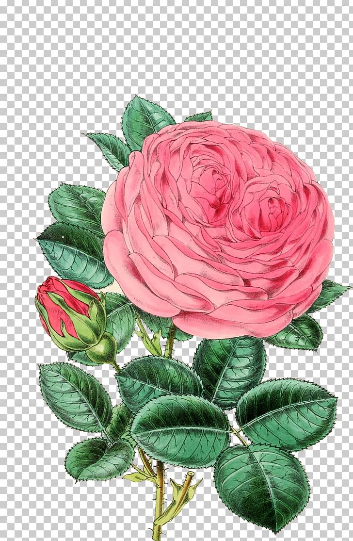 Rose Flower PNG, Clipart, Christmas Decoration, Cut Flowers, Desktop Wallpaper, Floral Design, Floribunda Free PNG Download