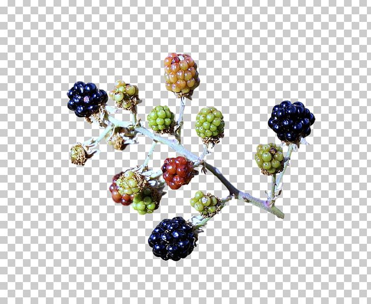BlackBerry Limited PNG, Clipart, Berry, Blackberry, Fruit, Internet Element, Plant Free PNG Download