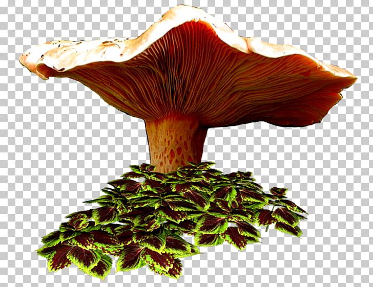 Drawing Fungus Blog Autumn PNG, Clipart, Autumn, Blog, Cartoon, Champignon, Drawing Free PNG Download