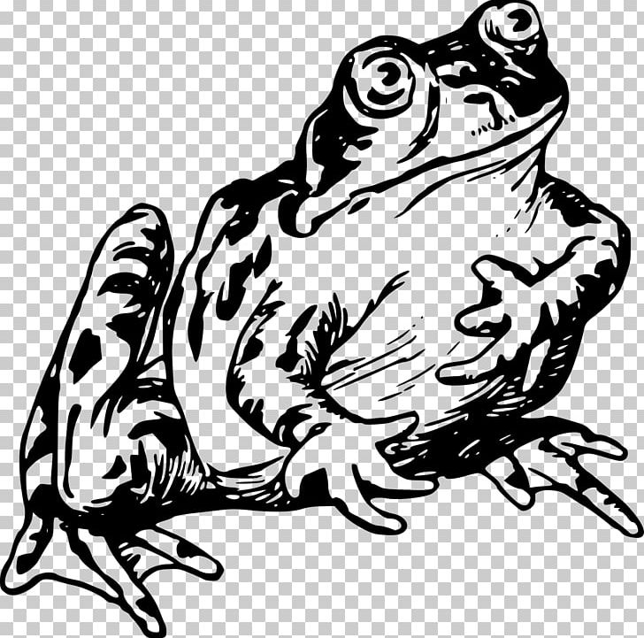 Frog Drawing PNG, Clipart, Amphibian, Animals, Art, Artwork, Black Free PNG Download