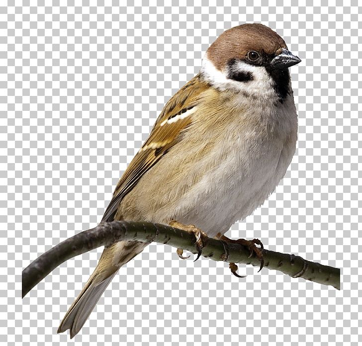 House Sparrow Bird PNG, Clipart, American Sparrows, Animals, Art House, Art Owl, Beak Free PNG Download