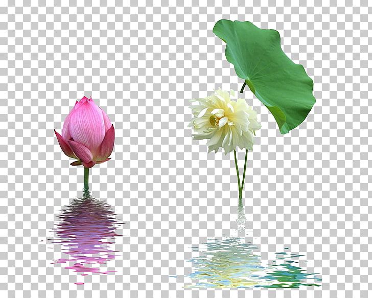 Nelumbo Nucifera Diet Lotus Effect Alibaba Group Anti-obesity Medication PNG, Clipart, Annual Plant, Aquatic Plant, Beautiful, Flower, Food Free PNG Download