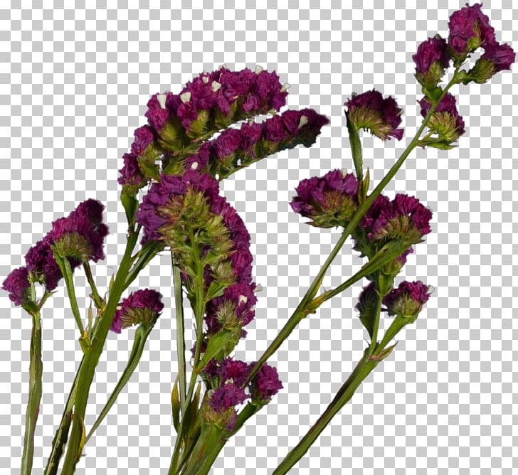 Plant French Lavender Violet Cut Flowers Herb PNG, Clipart, Amaranth, Amaranth Family, Annual Plant, Cut Flowers, Family Free PNG Download