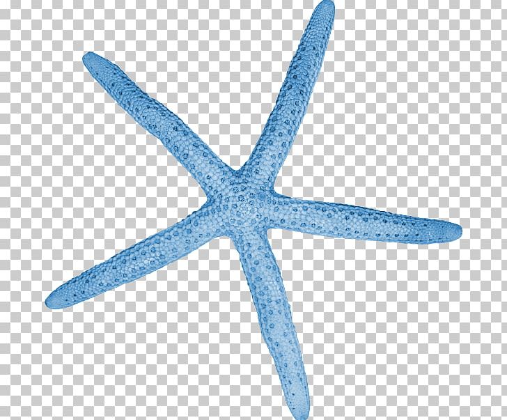 Starfish Invertebrate Blue Cartoon Color PNG, Clipart, Animals, Azure, Blue, Cartoon, Color Free PNG Download