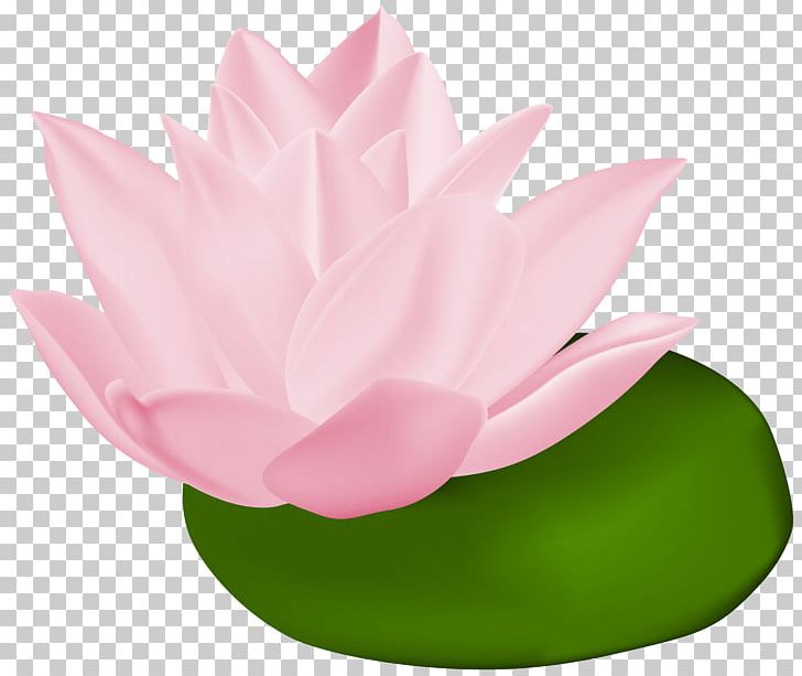 Water Lilies Nelumbo Nucifera PNG, Clipart, Aquatic Plant, Blog, Clip Art, Clipart, Egyptian Lotus Free PNG Download