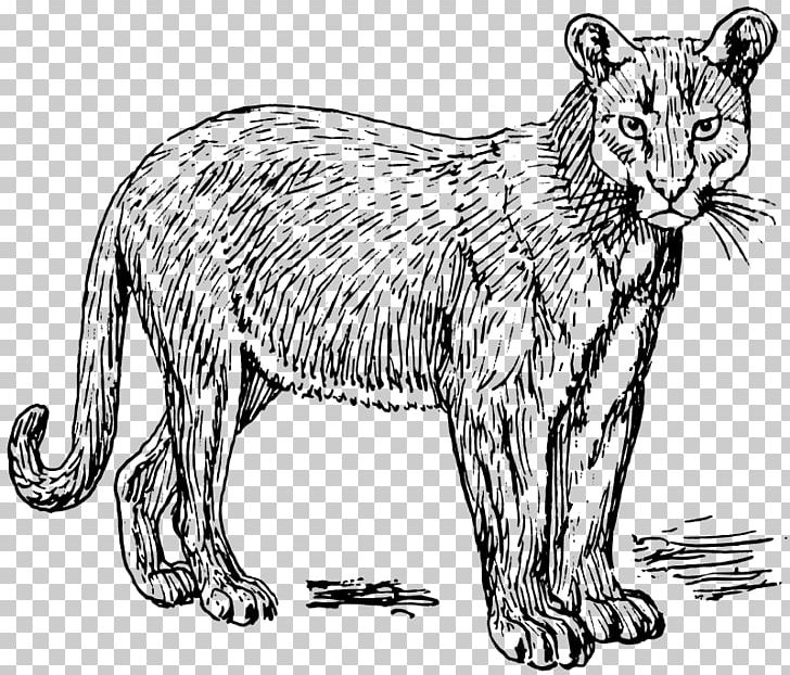 Cougar Panther Puma PNG, Clipart, Animals, Artwork, Big Cats, Black And White, Carnivoran Free PNG Download